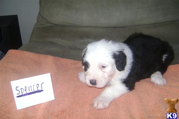 Old English Sheepdog